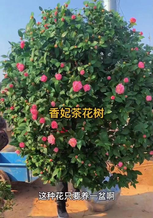 山茶花香妃的花语代表了什么？