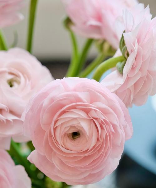 送给大夫花的花语是什么？哪种花适合送给医生？