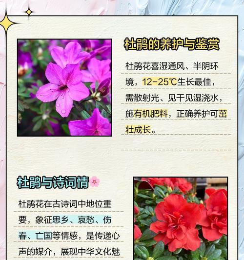 花语一词是如何产生的？它背后有哪些故事？