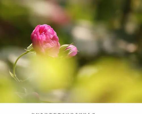 闺蜜送鹅有何花语？它在友情中代表什么？