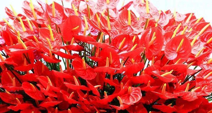闺蜜送鹅有何花语？它在友情中代表什么？