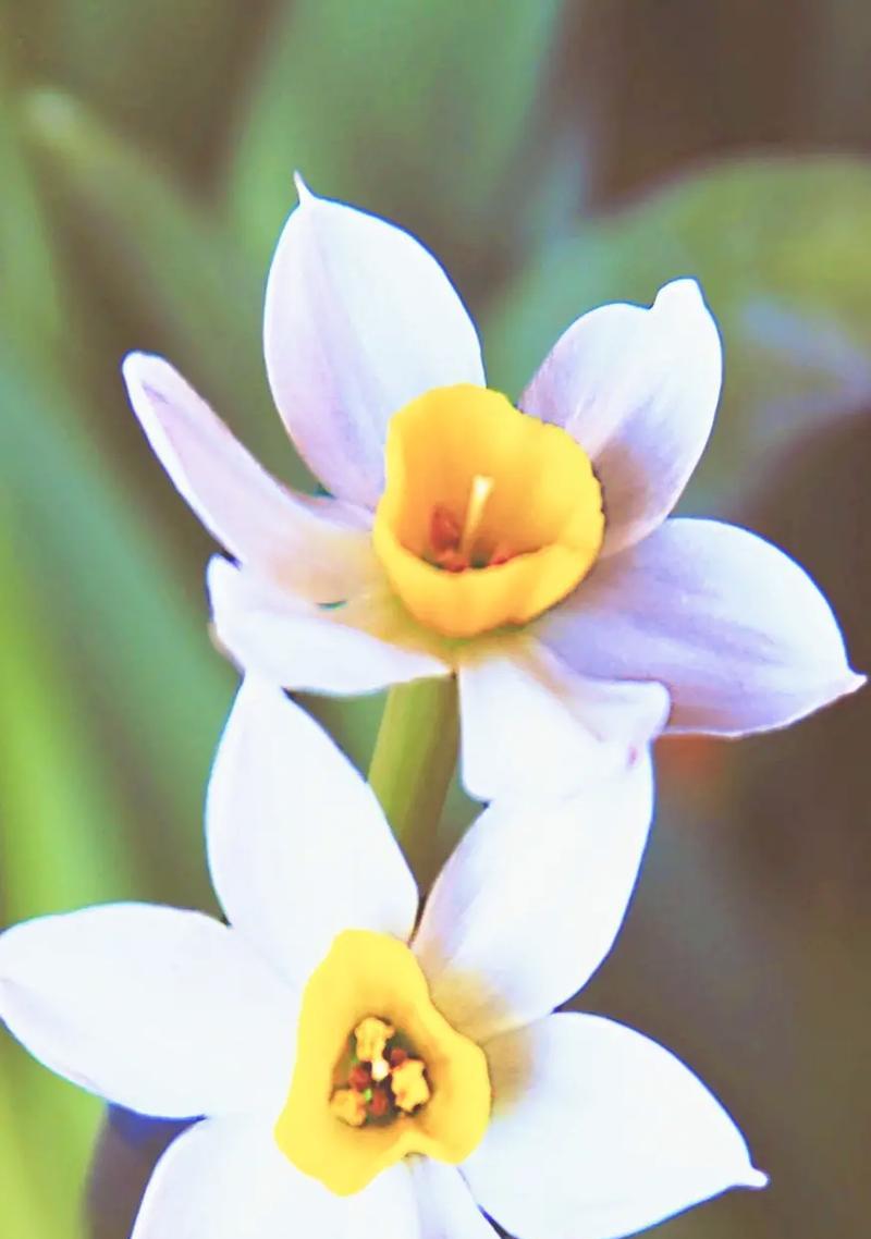 哪种花的花语意味着臣服？它代表了怎样的情感？