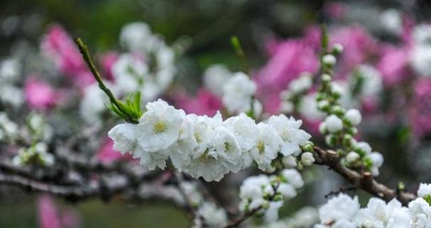 百花公园的花语是什么？如何赞美百花公园的花？