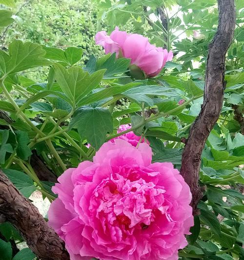 百花公园的花语是什么？如何赞美百花公园的花？