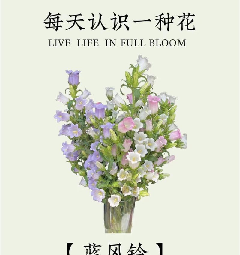 代表客家的花语和寓意有何特色？