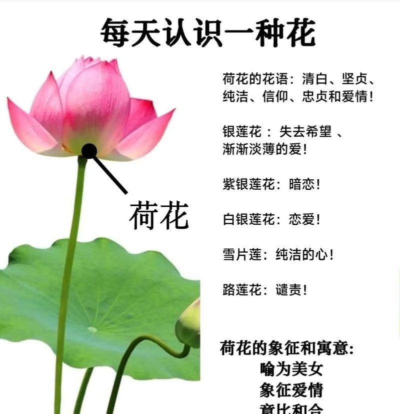 代表客家的花语和寓意有何特色？