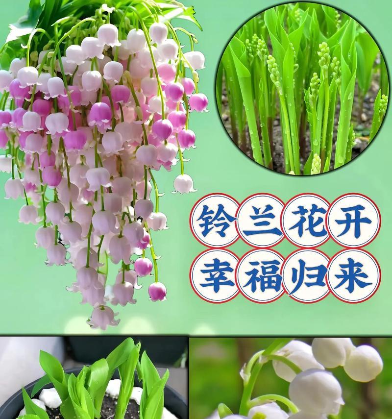 香水花语是什么意思？香水花代表了什么？