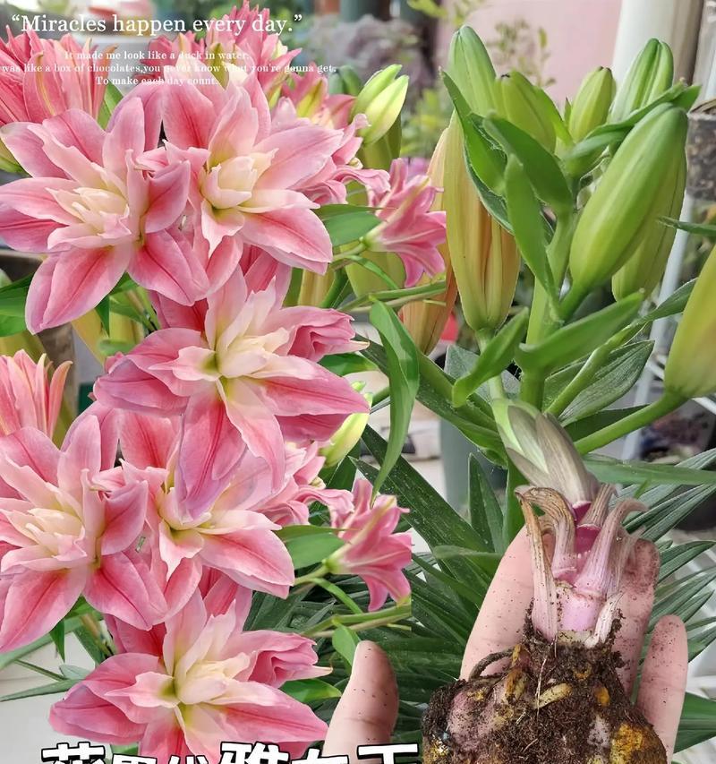 香水花语是什么意思？香水花代表了什么？
