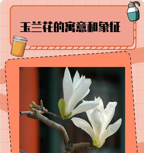 花语好的便宜的花是什么？如何选择性价比高的花卉？