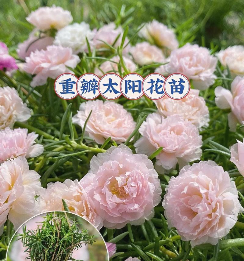 矮杆大花束的花语表达什么？适合什么场合？