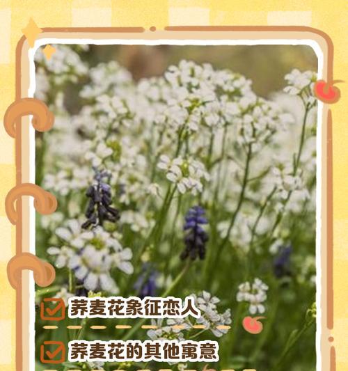 给初恋的花语代表什么情感？初恋的花语有何特殊意义？