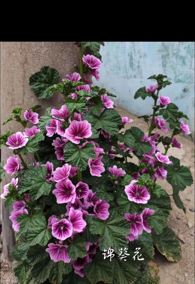 紫绿蓝花的花语是什么？这种颜色组合的花代表什么？