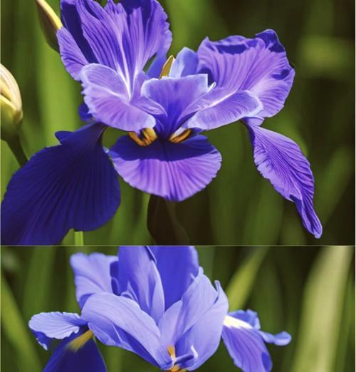 紫绿蓝花的花语是什么？这种颜色组合的花代表什么？