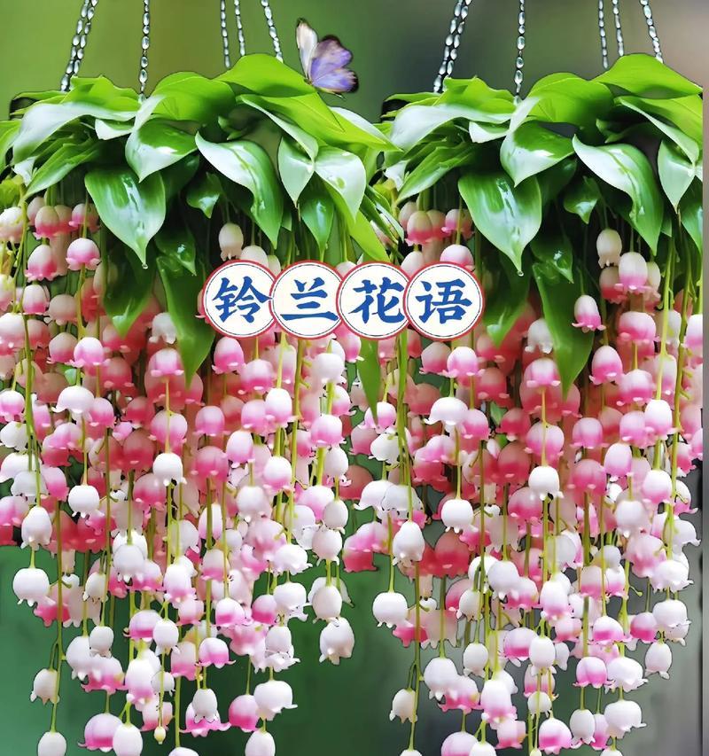 铃兰的花语有哪些不同的解释？