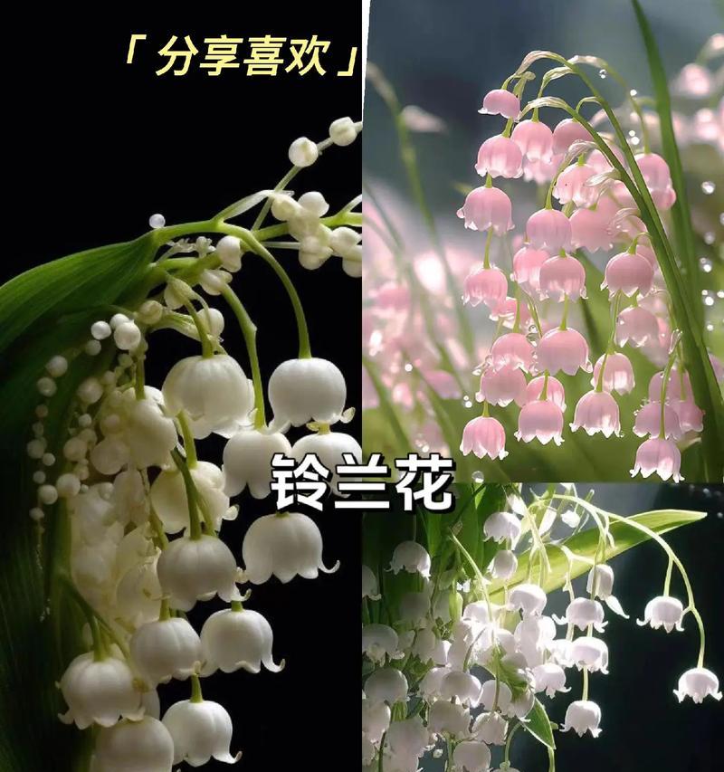 铃兰的花语有哪些不同的解释？