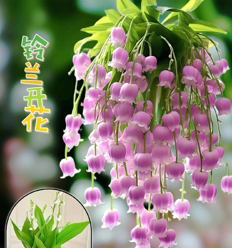 铃兰的花语有哪些不同的解释？