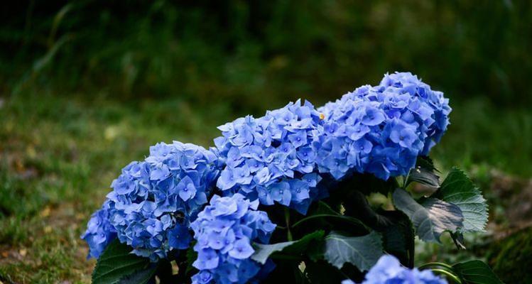 八仙佩的寓意和花语是什么？它代表了什么？