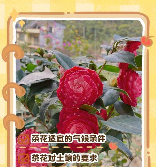 锦上添花茶花语是什么？茶花在不同场合的花语有何不同？