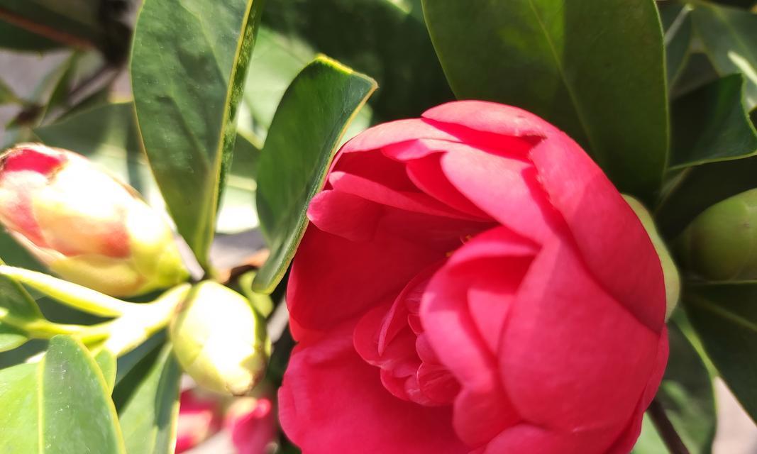 锦上添花茶花语是什么？茶花在不同场合的花语有何不同？