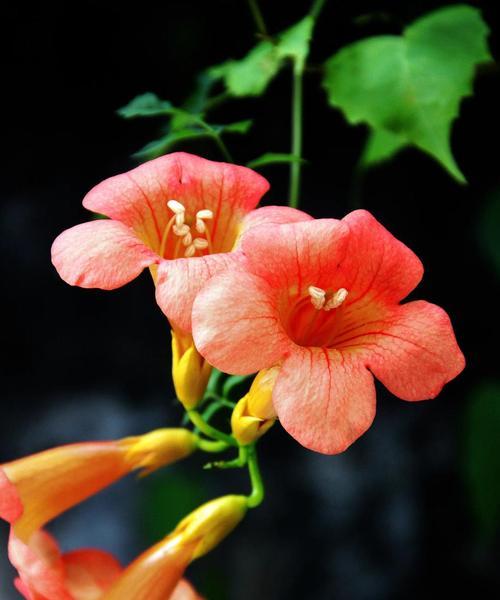 菜花的花语象征与寓意是什么？它传递了哪些信息？