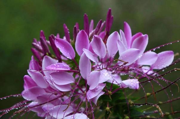 菜花的花语象征与寓意是什么？它传递了哪些信息？