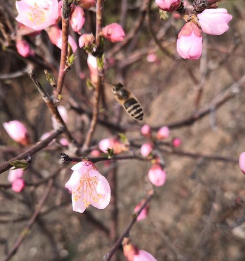 蜜蜂蘑菇的花语有何特别之处？