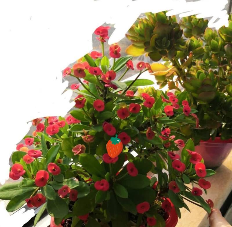 哪些花适合懒人养？它们的花语有何寓意？