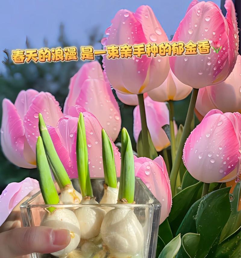 哪些花适合懒人养？它们的花语有何寓意？