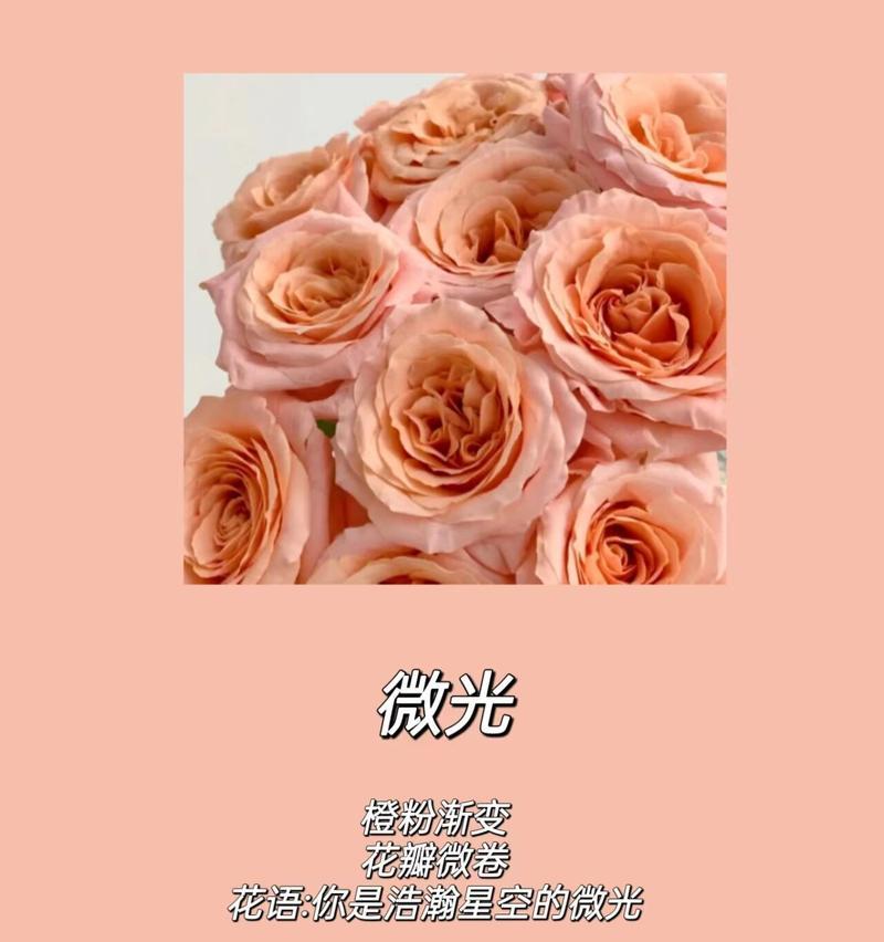 哪些花适合懒人养？它们的花语有何寓意？