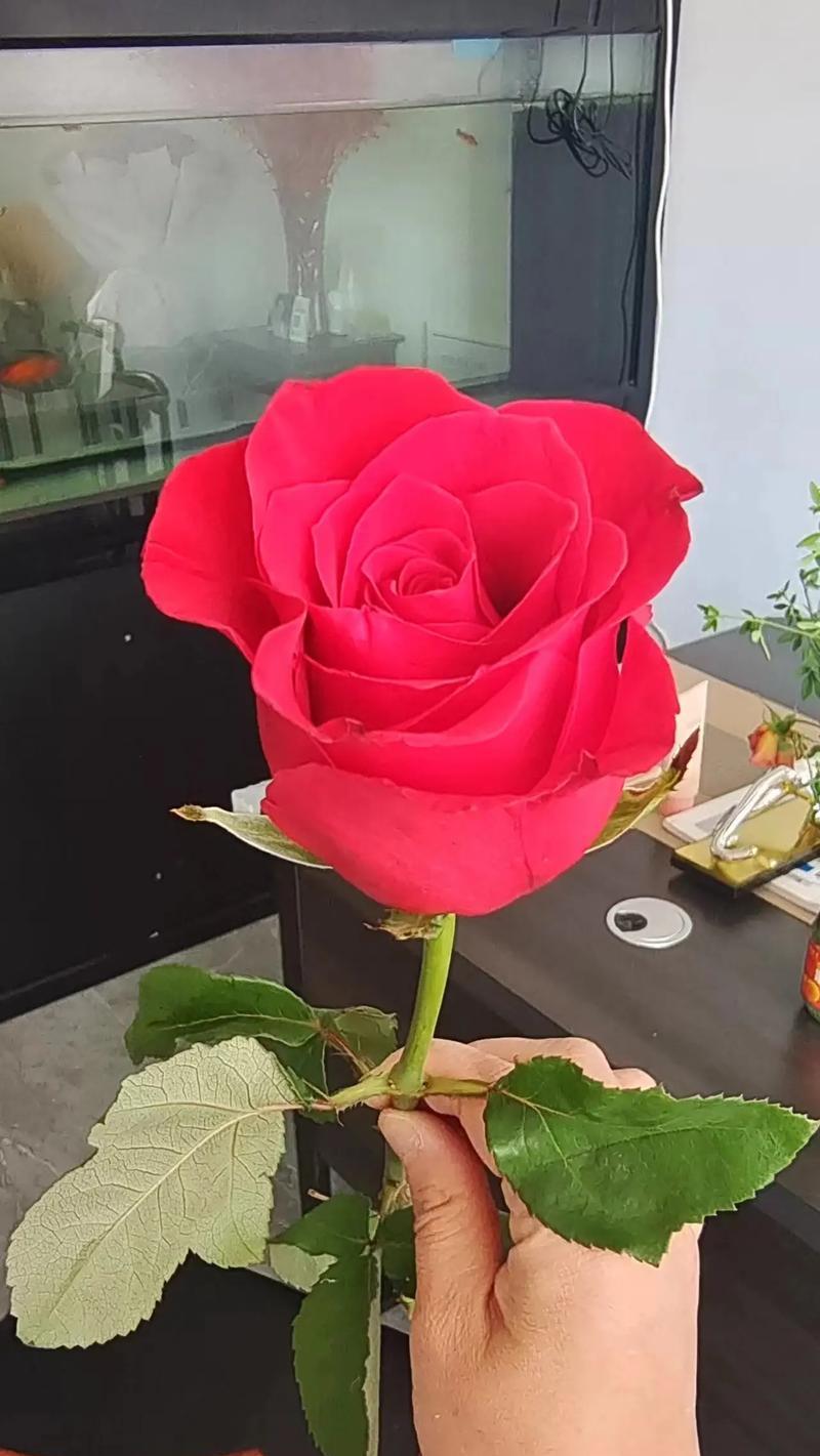 68朵玫瑰花代表了什么样的爱情？