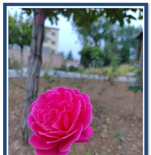 月季花的花名和花语是什么？它的寓意又是什么？