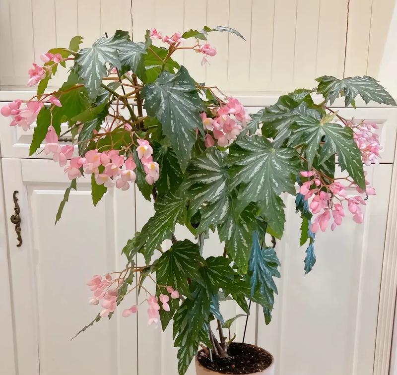 九色海棠的花语具体是什么？