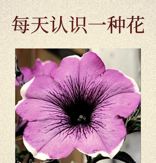 哪种花的花语代表美好？寻找表达美好祝愿的花卉。