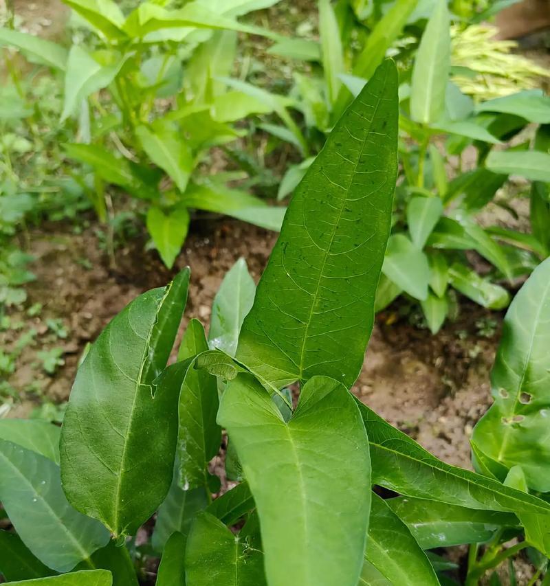 空心菜的花语是什么？空心菜的寓意有哪些？