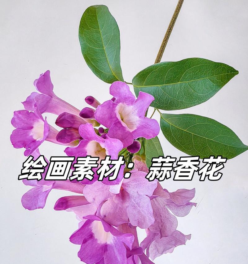 哪种花代表了创作和艺术？