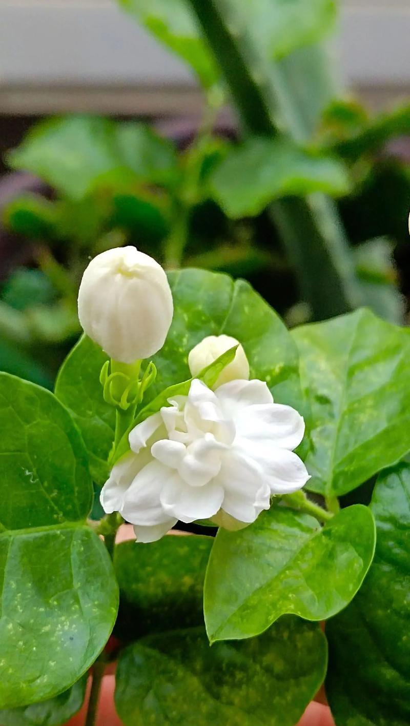 茉莉花的特征有哪些？茉莉花的花语是什么意思？