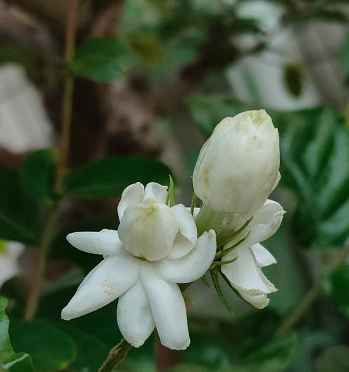 茉莉花的特征有哪些？茉莉花的花语是什么意思？