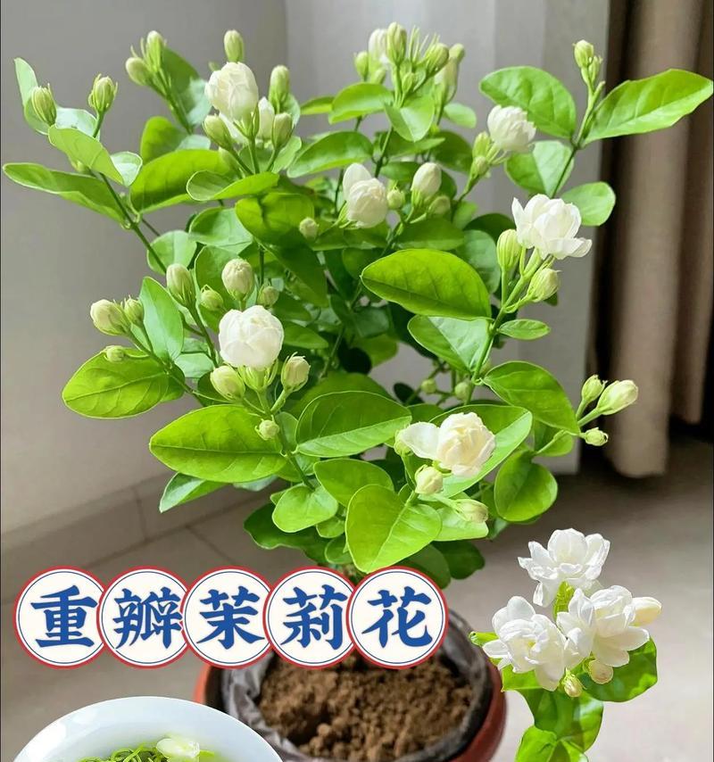 茉莉花的特征有哪些？茉莉花的花语是什么意思？