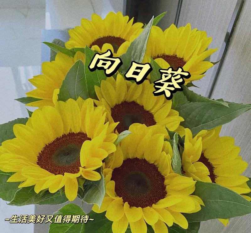 不同花卉的花语有哪些区别和特点？