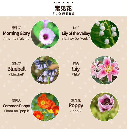 不同花卉的花语有哪些区别和特点？