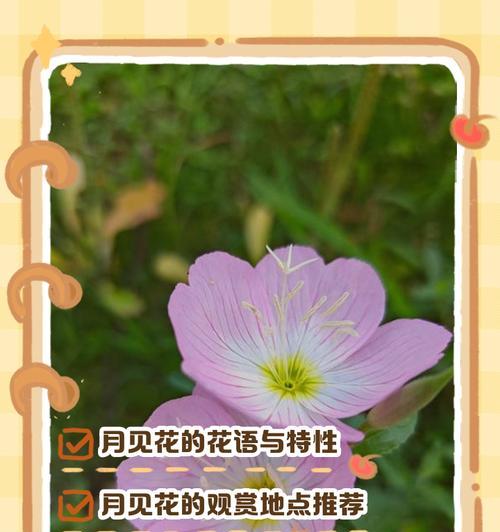 不同花卉的花语有哪些区别和特点？