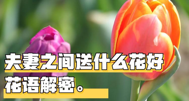 如何用花语大方示爱？
