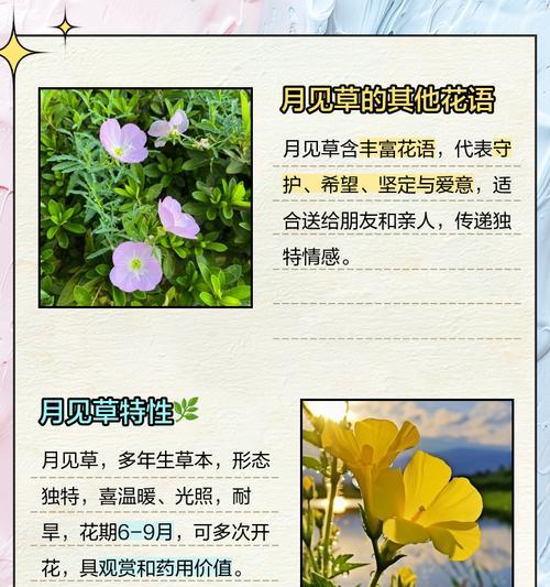 内敛自信的花语通常表达什么样的情感？