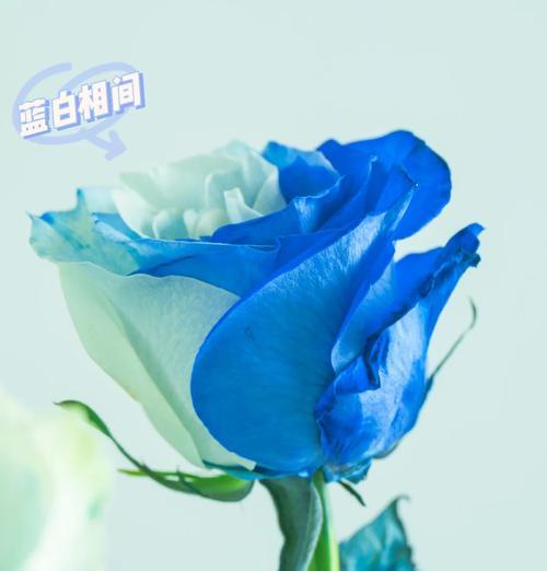 高颜值情侣花束的花语有哪些？