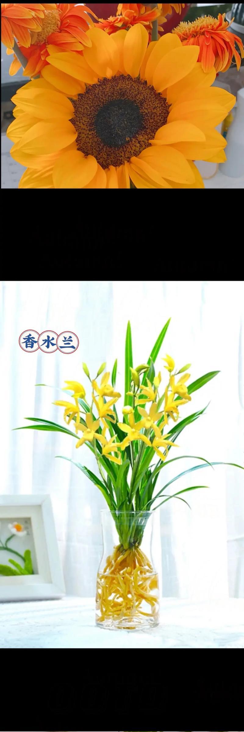 小苍兰金色花语代表什么含义？