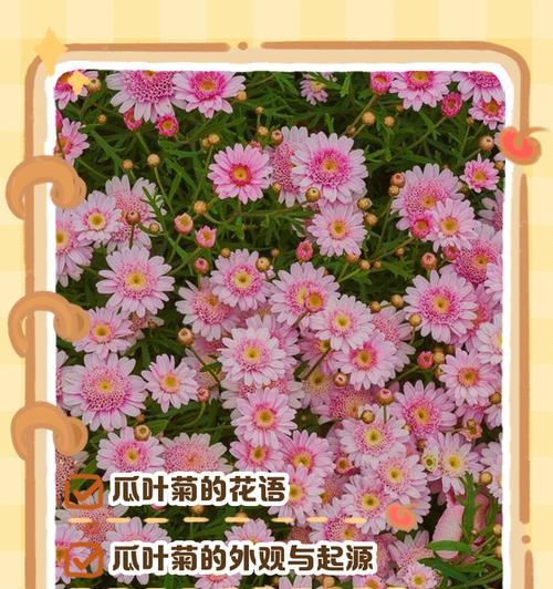 可爱快乐的花语有何含义？