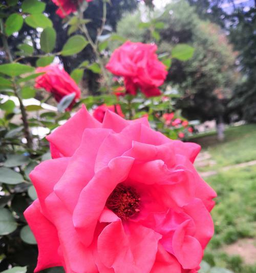 可爱快乐的花语有何含义？