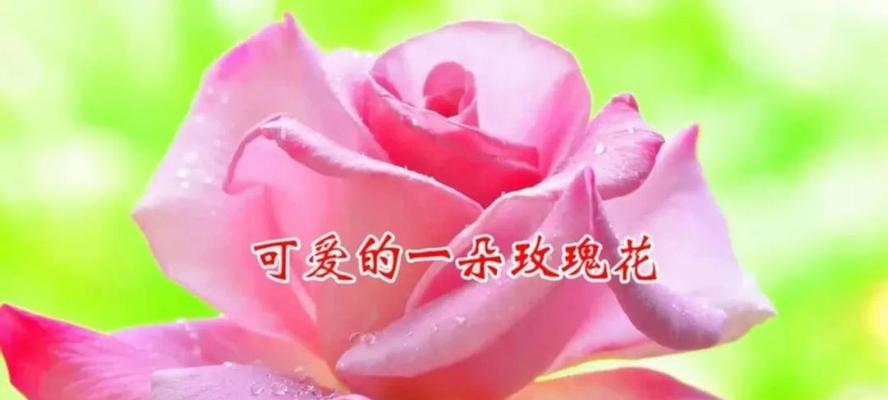可爱快乐的花语有何含义？