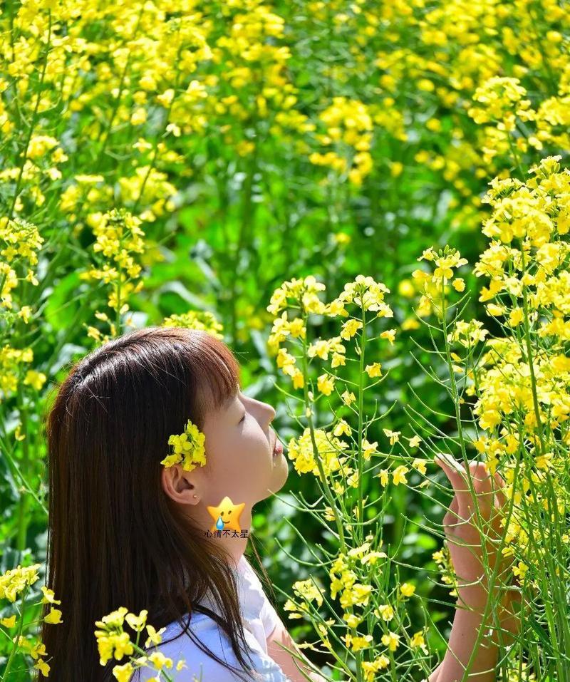 上海青的花语代表什么？它有什么特别含义？