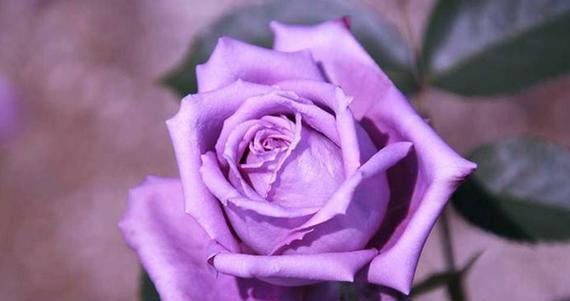 粉紫色玫瑰花语代表什么？粉紫色玫瑰的花语有何特别之处？